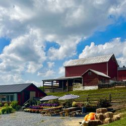 Georgia Belle Farms