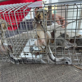 Bug-N-A-Rug Exterminators - Wilmington - Five baby boy squirrels by Seth and Mo of Bug-N-A-Rug. - Pest Control Near Me - Wilmington, North Carolina Bug-N-A-Rug Exterminators - Wilmington - Five baby boy squirrels by Seth and Mo of Bug-N-A-Rug. - Pest Control Near Me - Wilmington, North Carolina