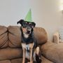 Photo of Help a Dog Smile