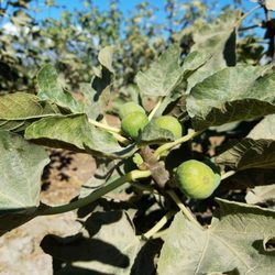 Petty Ranch - Figs up close.