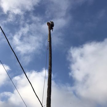 Rene Martinez Tree Service - Tree Services Near Me Rene Martinez Tree Service - Tree Services Near Me