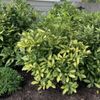 Baumley Nursery Landscaping & Garden Center gift card