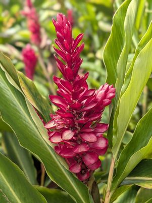 Dole Plantation by null