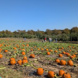 Hill Creek Farms - Pumpkin patch