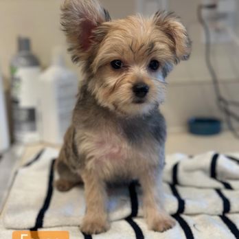Fiesta Pups - Pet Breeders Near Me - Palm Coast, Florida Fiesta Pups - Pet Breeders Near Me - Palm Coast, Florida