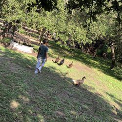 Little Buckaroo Ranch - Chicken chasing