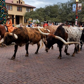 The Stockyards - Fort Worth Stockyards Twice Daily Long Horn Cattle Drive - Local Flavor Near Me - Fort Worth, Texas The Stockyards - Fort Worth Stockyards Twice Daily Long Horn Cattle Drive - Local Flavor Near Me - Fort Worth, Texas