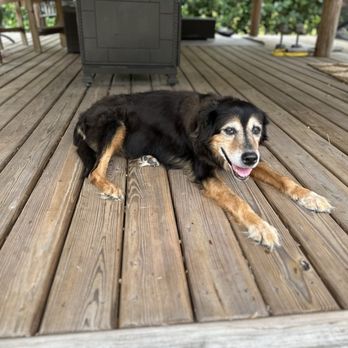 Monterey Animal Clinic - Heidi Relaxing - Veterinarians Near Me - Stuart, Florida Monterey Animal Clinic - Heidi Relaxing - Veterinarians Near Me - Stuart, Florida