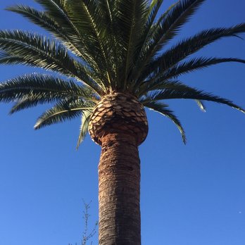 Angel F Tree Service - Outcome of a Canary Palm - Tree Services Near Me Angel F Tree Service - Outcome of a Canary Palm - Tree Services Near Me