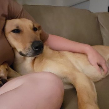 Pawsitive Pet Sitting & Dog Walking - Donna cuddling with Kristin instead of hiding - Dog Walkers Near Me - Lakewood, California