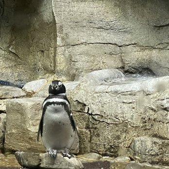 Shedd Aquarium - Aquariums Near Me - Chicago, Illinois