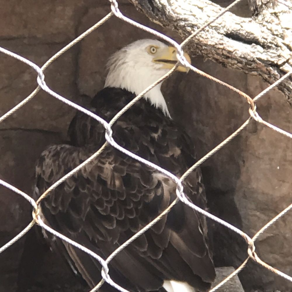 Texas State Aquarium - Bald Eagle - Aquariums Near Me - Corpus Christi, Texas Texas State Aquarium - Bald Eagle - Aquariums Near Me - Corpus Christi, Texas