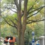 Photo of Joles Tree Service