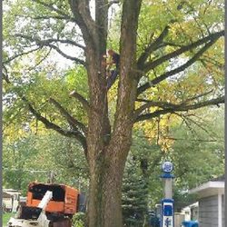 Joles Tree Service