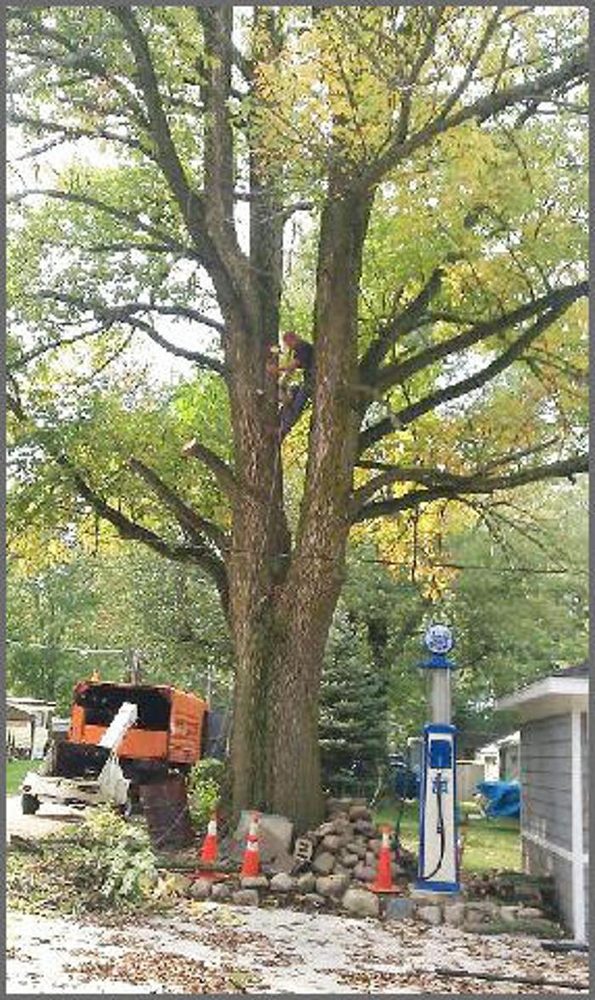 Joles Tree Service - tree service in Prairieville, LA