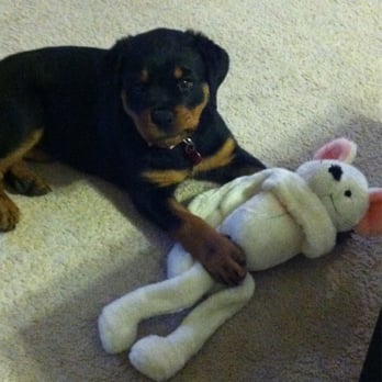 Pet Edge - She loves her mouse doll! - Pet Stores Near Me - Reno, Nevada Pet Edge - She loves her mouse doll! - Pet Stores Near Me - Reno, Nevada