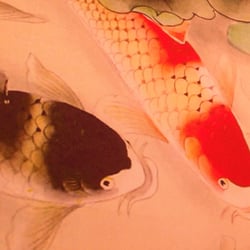 Sushi & More - Artwork of Japanese Koi fish on the walls
