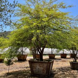 Big Trees Nursery