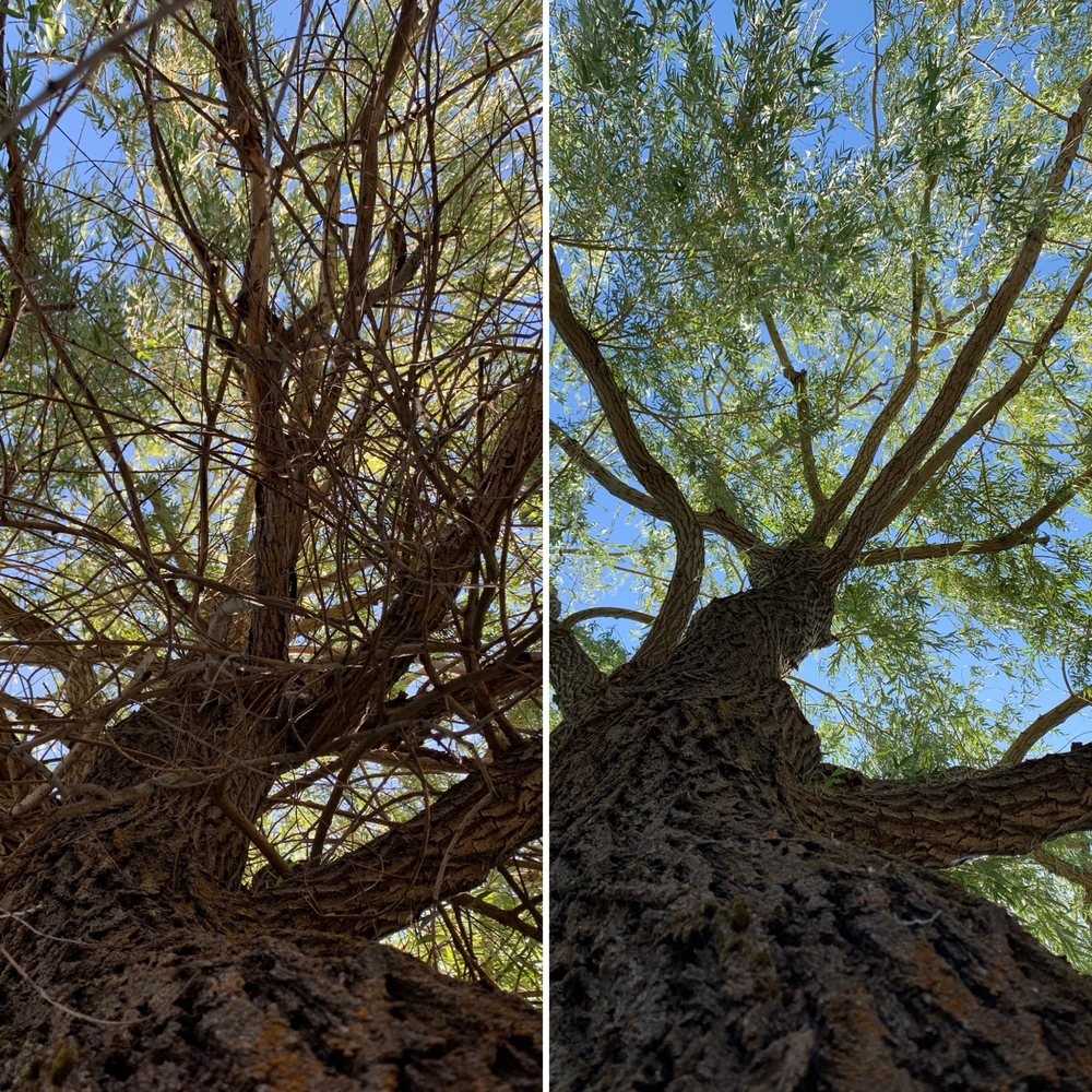 Holistic Pruners - tree service in Spokane, WA