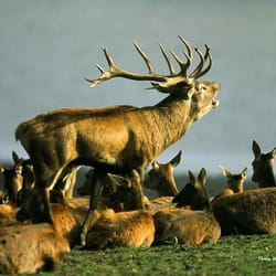 Parc Animalier de Sainte Croix