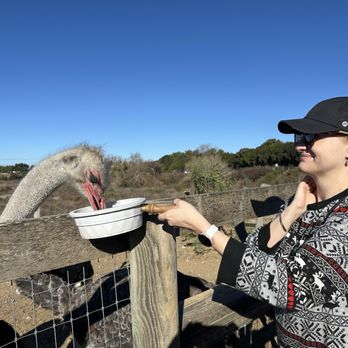 Ostrichland USA - Attraction Farms Near Me - Solvang, California Ostrichland USA - Attraction Farms Near Me - Solvang, California