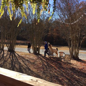 Divine Llama Vineyard - Llamas of the vineyard - Wineries Near Me - East Bend, North Carolina