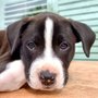 Photo of K9 Family Dog Training