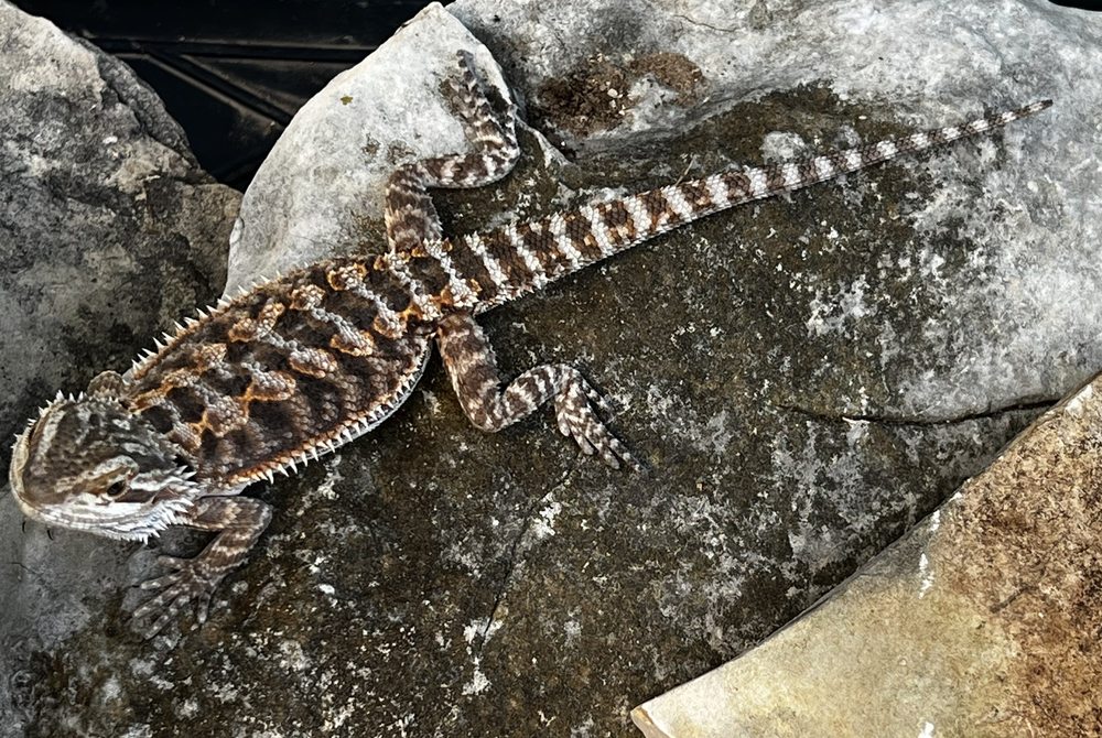 REPTILE PETS DIRECT Updated October 2024 21 Photos & 40 Reviews