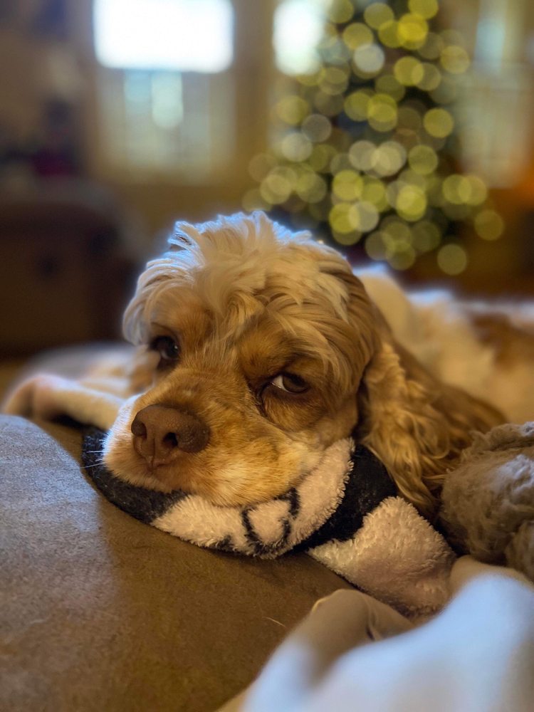 WESTSIDE VETERINARY CLINIC Updated September 2024 19 Reviews 2917