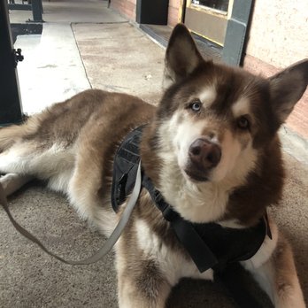 Wynkoop Brewing - My dog enjoying the patio space - Pool Halls Near Me - Denver, Colorado