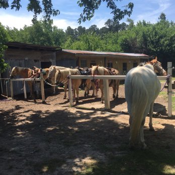 Peiffer Riding Stables - Pheiffer Riding Stables horses are amazing - Horseback Riding Near Me - Franktown, Virginia