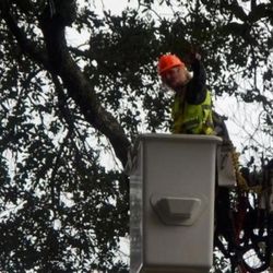 Bayouside Tree Service