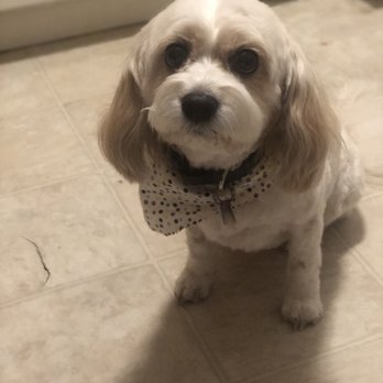 Ruff Cuts Grooming - Buttercup's great new do - Pet Groomers Near Me - Manchester, Connecticut