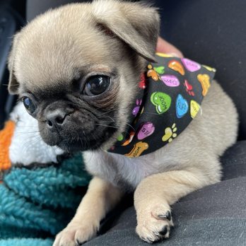 Amazon Animal Hospital - Suki and her cute bandanna courtesy of Amazon Animal Hospital - Veterinarians Near Me - Chula Vista, California Amazon Animal Hospital - Suki and her cute bandanna courtesy of Amazon Animal Hospital - Veterinarians Near Me - Chula Vista, California