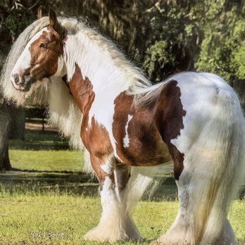 Rock Pointe Ranch - Bed & Breakfast Near Me - Floral City, Florida