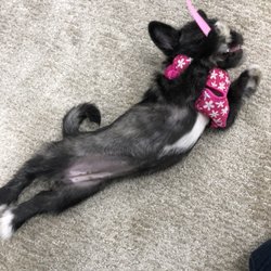 Direct Carpet Unlimited Oceanside - Emma enjoying her new carpet! Shaw Outside the Lines! Waterproof backing... perfect for Emma