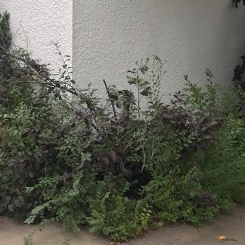 His Workmanship - Twin Cities - Before" photo of a treated area. - Landscaping Near Me His Workmanship - Twin Cities - Before" photo of a treated area. - Landscaping Near Me
