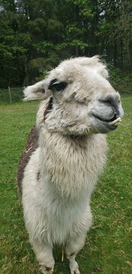Vashon Llamas by null