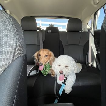 Superstar Pup Grooming - Good boys! - Pet Groomers Near Me - Norco, California
