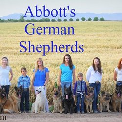 Abbott's German Shepherds