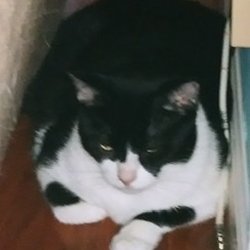 Terri's Pet-Sitting - He's shy but warmed up by week's end!