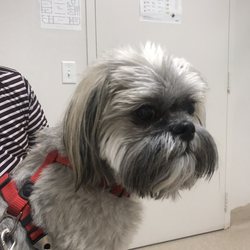 Fruitport Animal Hospital - Our boy waiting for the vet Dr. Corbett, for some affection, professional attention and expertise.