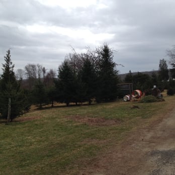 Joe's Christmas Tree Farm - Christmas Trees Near Me - Deep River, Connecticut Joe's Christmas Tree Farm - Christmas Trees Near Me - Deep River, Connecticut