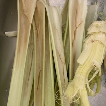 99 Ranch Market - Rotten celery. Rottenness invisible from outside but rot to the core. - Seafood Markets Near Me - Dublin, California 99 Ranch Market - Rotten celery. Rottenness invisible from outside but rot to the core. - Seafood Markets Near Me - Dublin, California