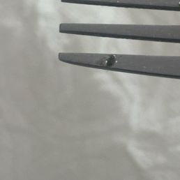 Bug in my soup