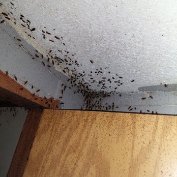 Elite Pest Management - Severe German roach infestation - Pest Control Near Me - Amelia, Ohio Elite Pest Management - Severe German roach infestation - Pest Control Near Me - Amelia, Ohio