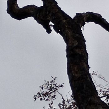Hammock State Park - Wood pecker - Hiking Near Me - Dunedin, Florida