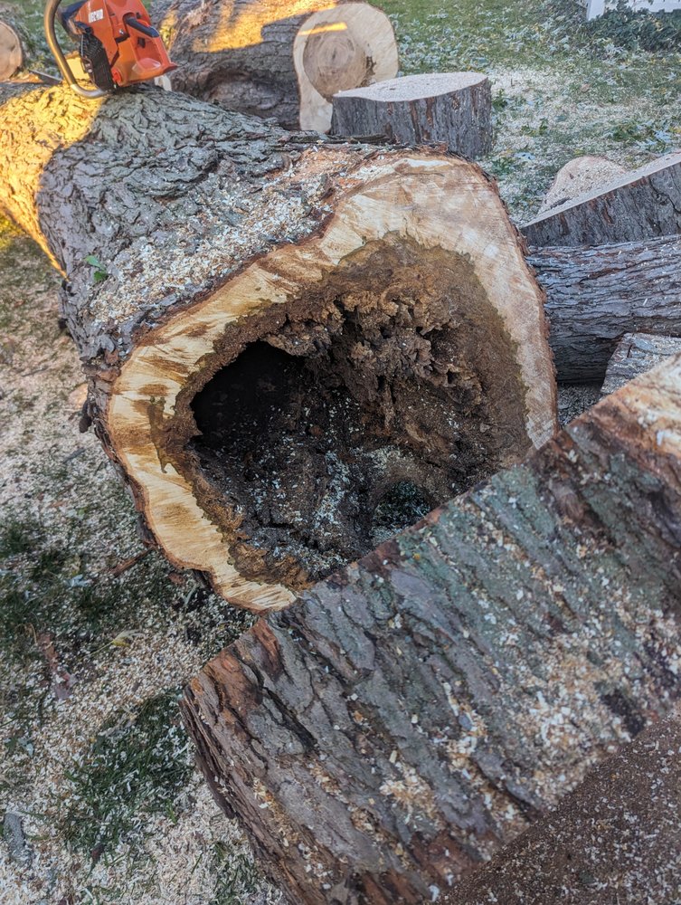 THE BRUSH CUTTER TREE SERVICE Eastlake, Ohio Tree Services Phone