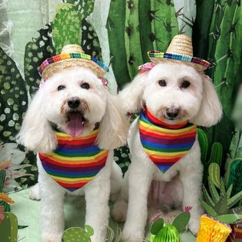 Wan Wan Paradise - Cutest summer picture ever! - Pet Groomers Near Me - Honolulu, Hawaii Wan Wan Paradise - Cutest summer picture ever! - Pet Groomers Near Me - Honolulu, Hawaii