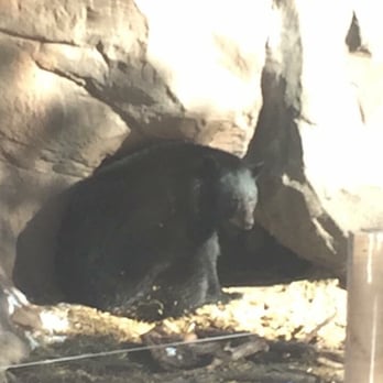 Bearizona - Zoos Near Me - Williams, Arizona